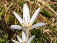 Weißes Herbstzeitlose Blütenduo